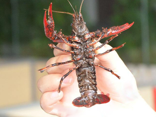 水產養(yǎng)殖清洗前